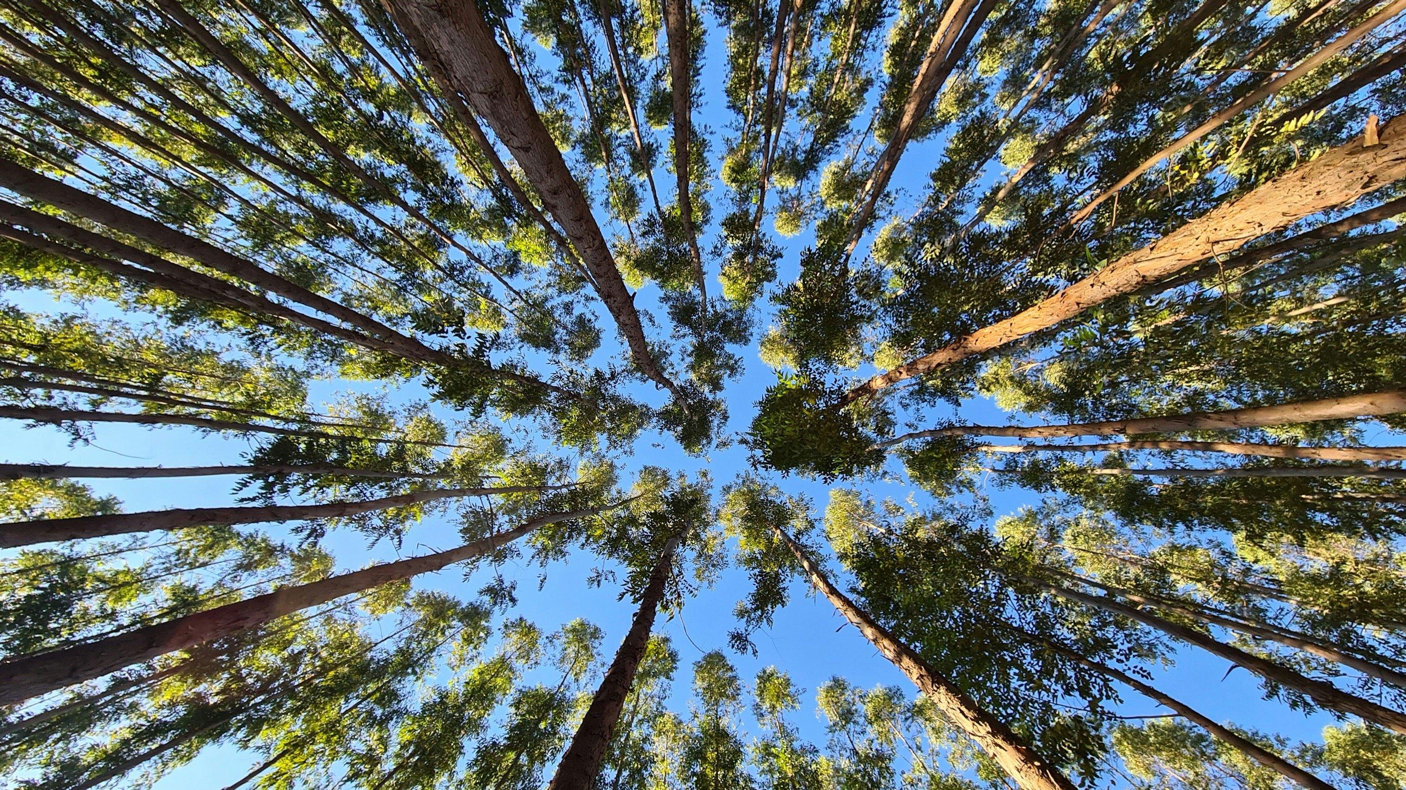 Tratamento de sementes de soja
